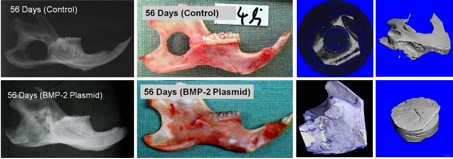 Proof of principle des GAM – Konzeptes mit Plasmiden